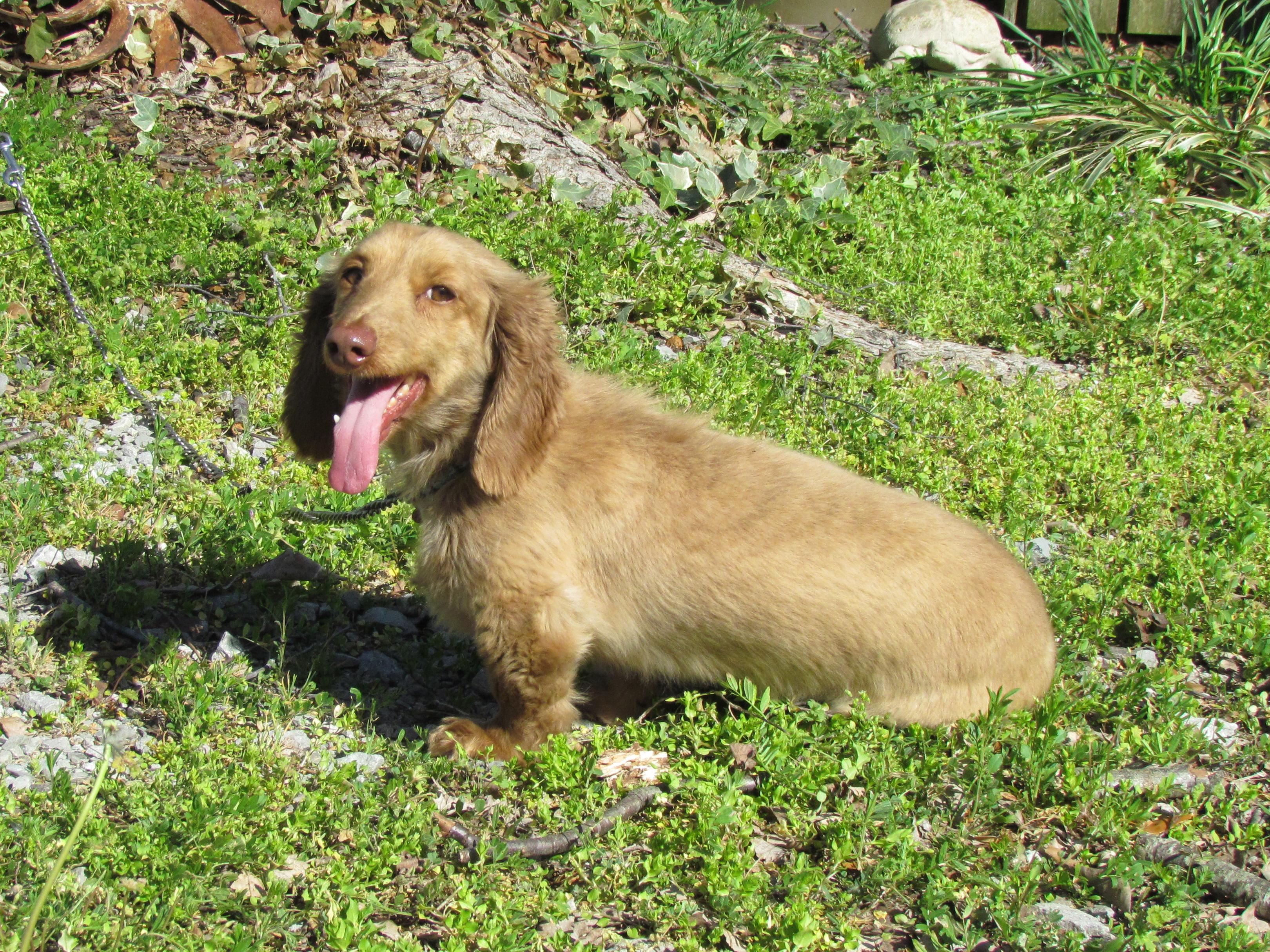 Enlarge FREDDIE, an adopted Dachshund (Long Haired) in Harrisburg, PA image 6/6