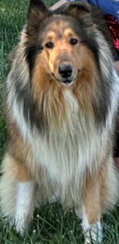 Elvis, Adoptable, Adult Male Collie.