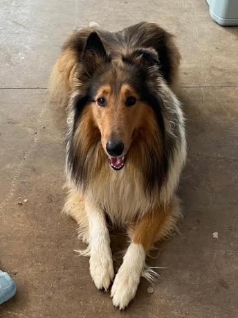 Elvis, a Adoptable Collie in Mocksville, NC image 2/2