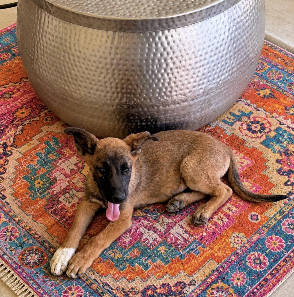 Gable, a ADOPTABLE mixed breed in Las Vegas, NV image 2/4
