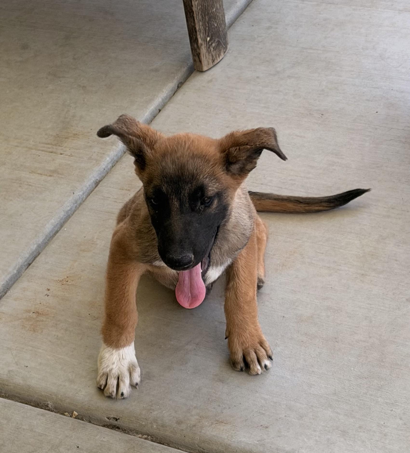Gable, a ADOPTABLE mixed breed in Las Vegas, NV image 3/4