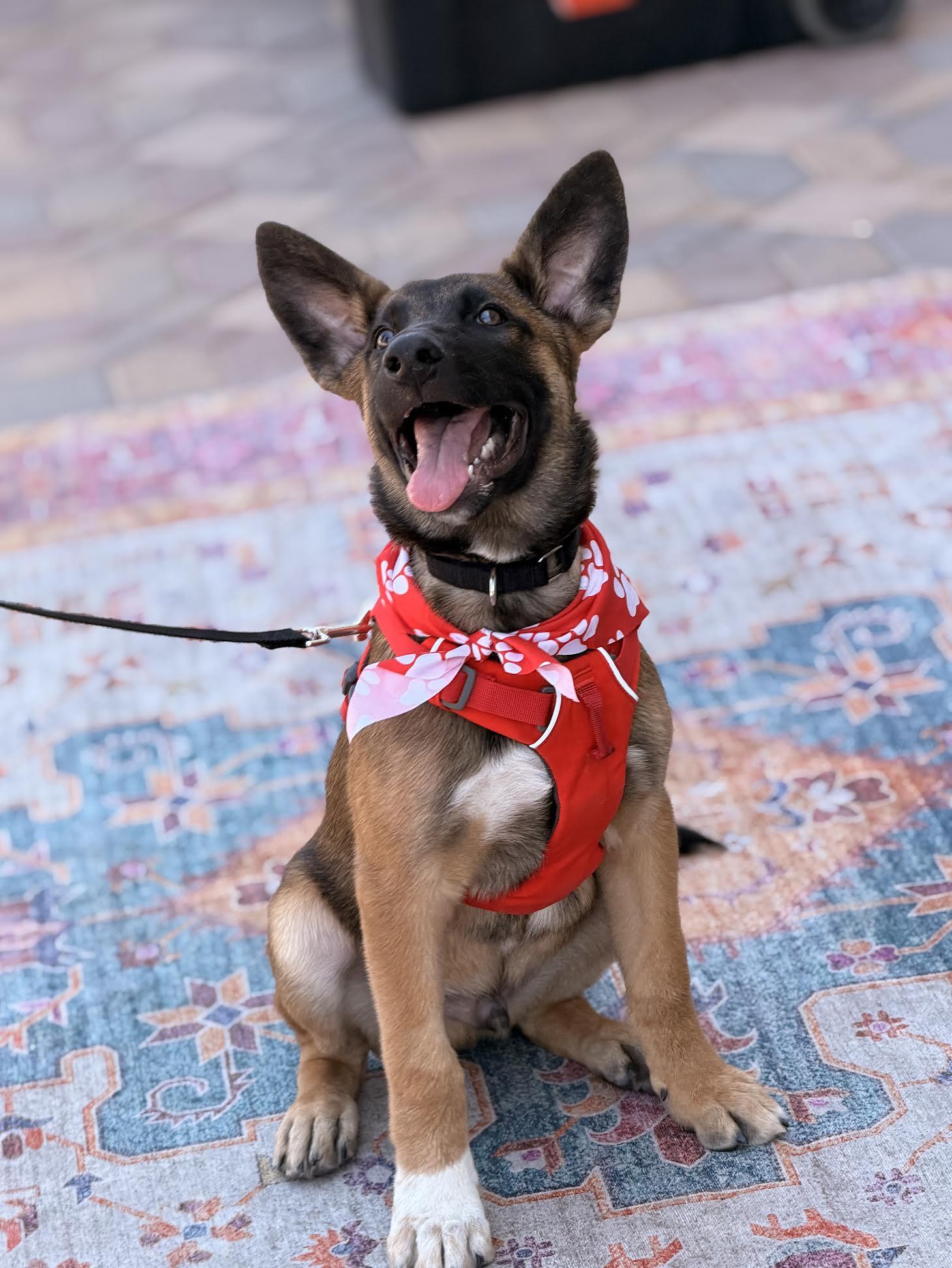 Gable, ADOPTABLE, Puppy Male Belgian Shepherd / Malinois.