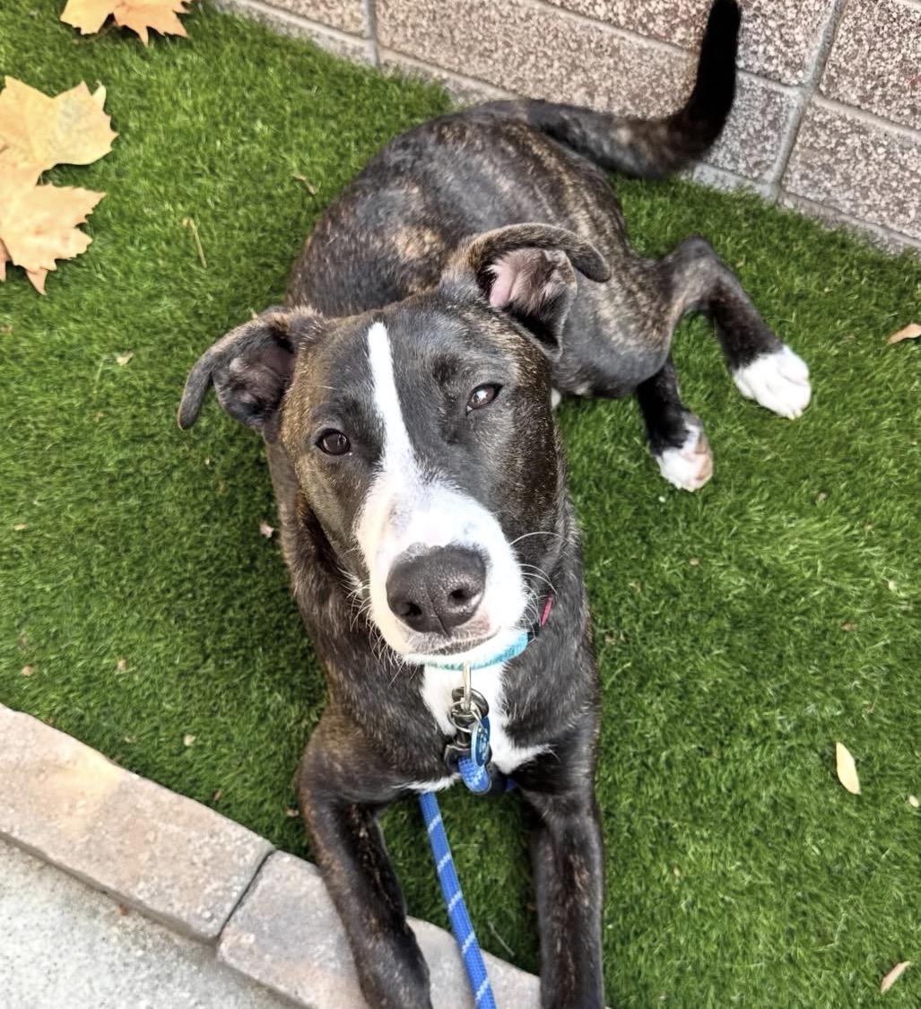 August, adoptable, Puppy Male Border Collie & Labrador Retriever.