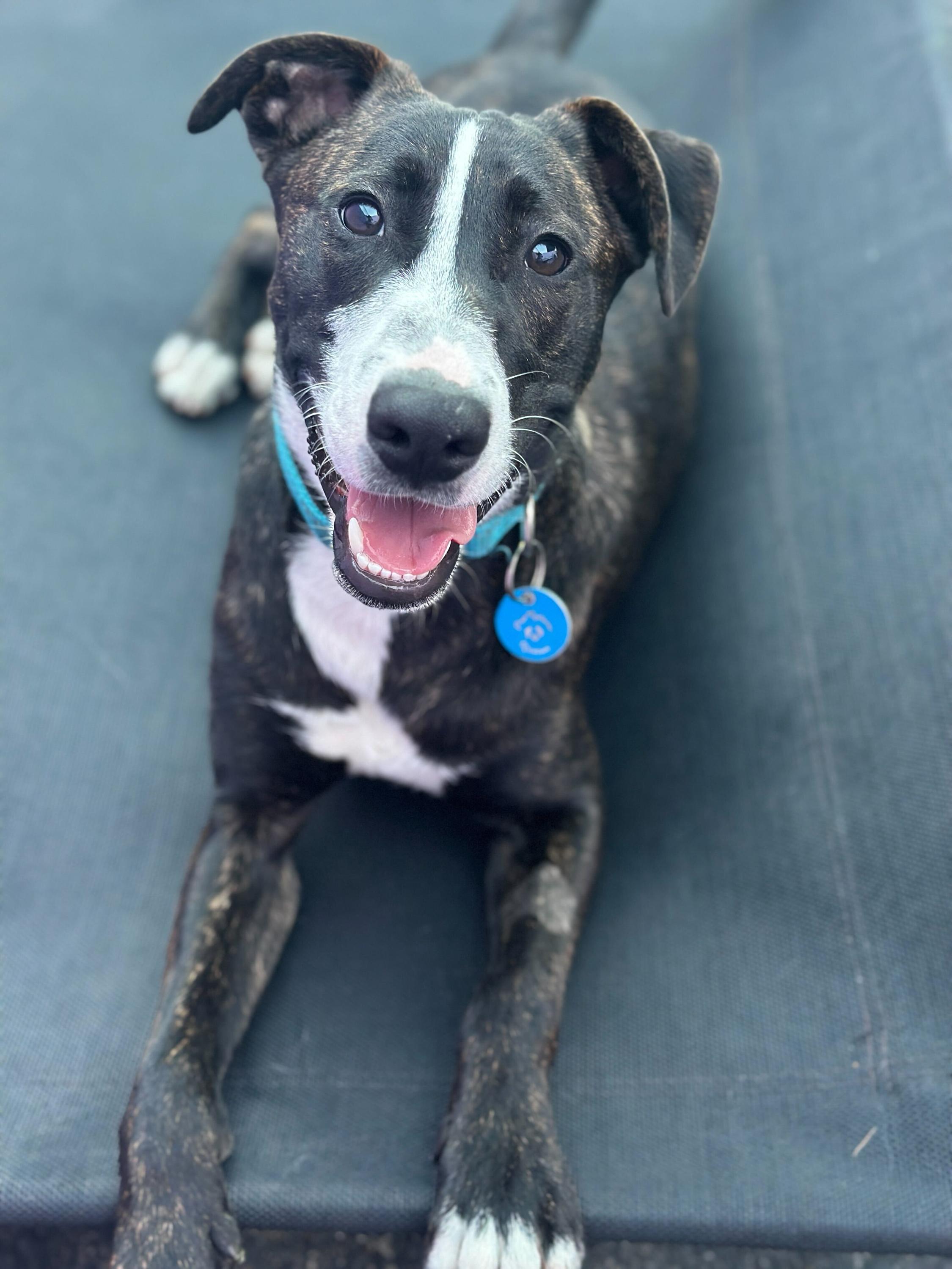 Enlarge August, an adoptable mixed breed in Pasadena, CA image 4/6