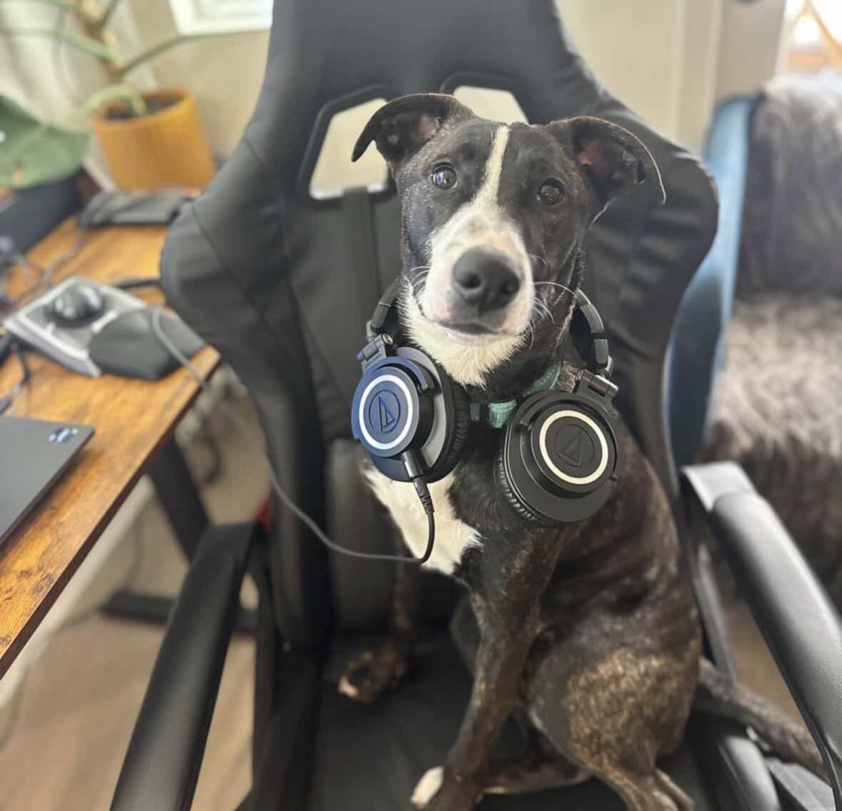 Enlarge August, an adoptable mixed breed in Pasadena, CA image 3/6