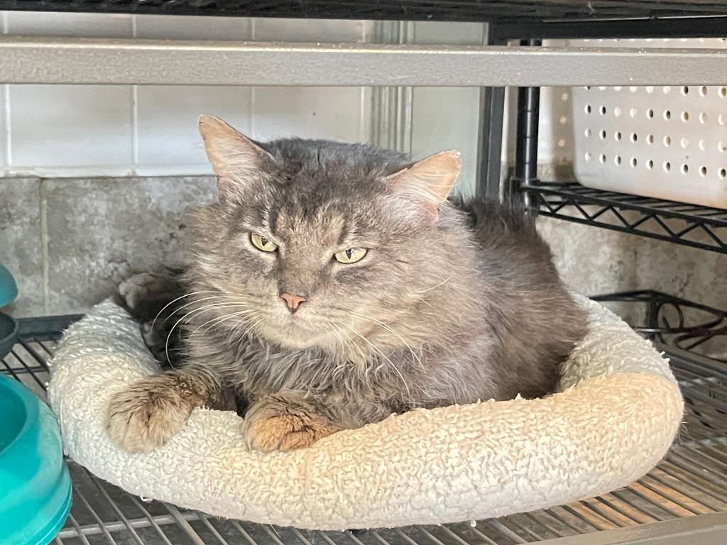 Mustang, Adoptable, Adult Male Domestic Long Hair.