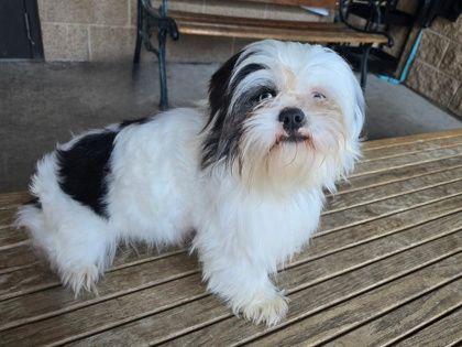 Bobby, ADOPTABLE, Adult Male Pekingese.