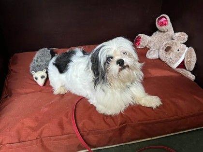 Enlarge Bobby, a ADOPTABLE mixed breed in Williamsport, PA image 2/2