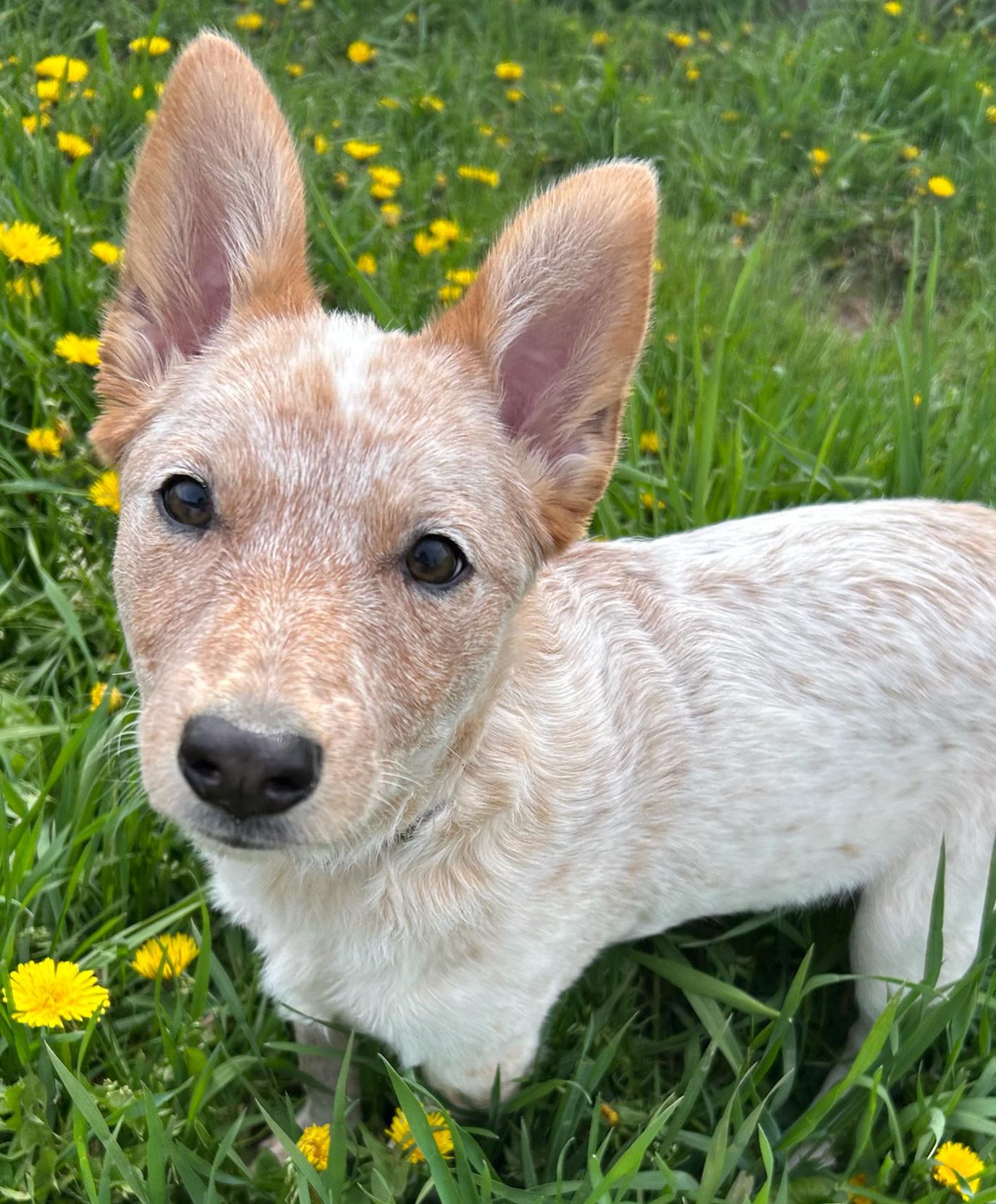Enlarge Chowder, a Adoptable mixed breed in Neillsville, WI image 1/5