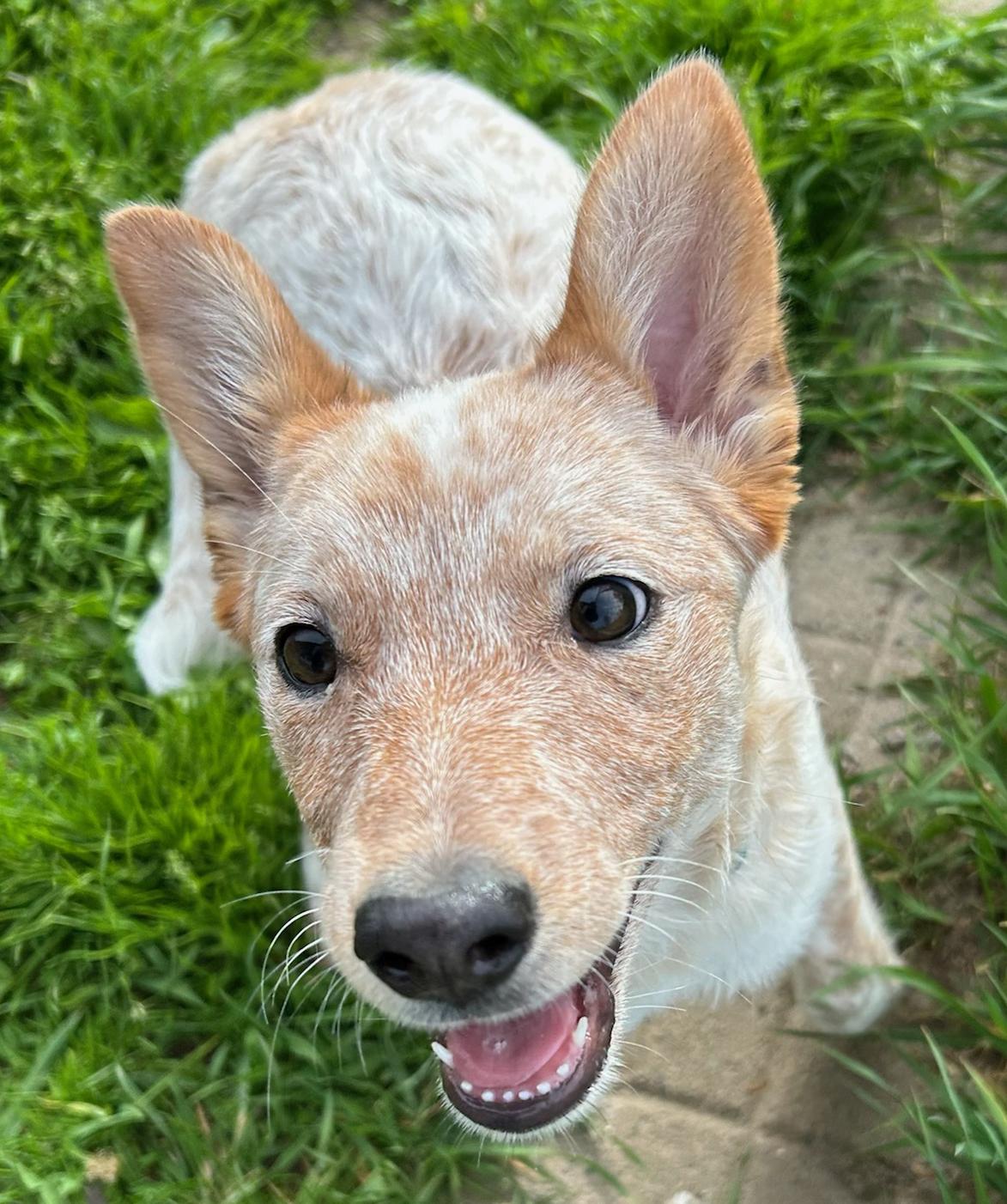 Enlarge Chowder, a Adoptable mixed breed in Neillsville, WI image 5/5