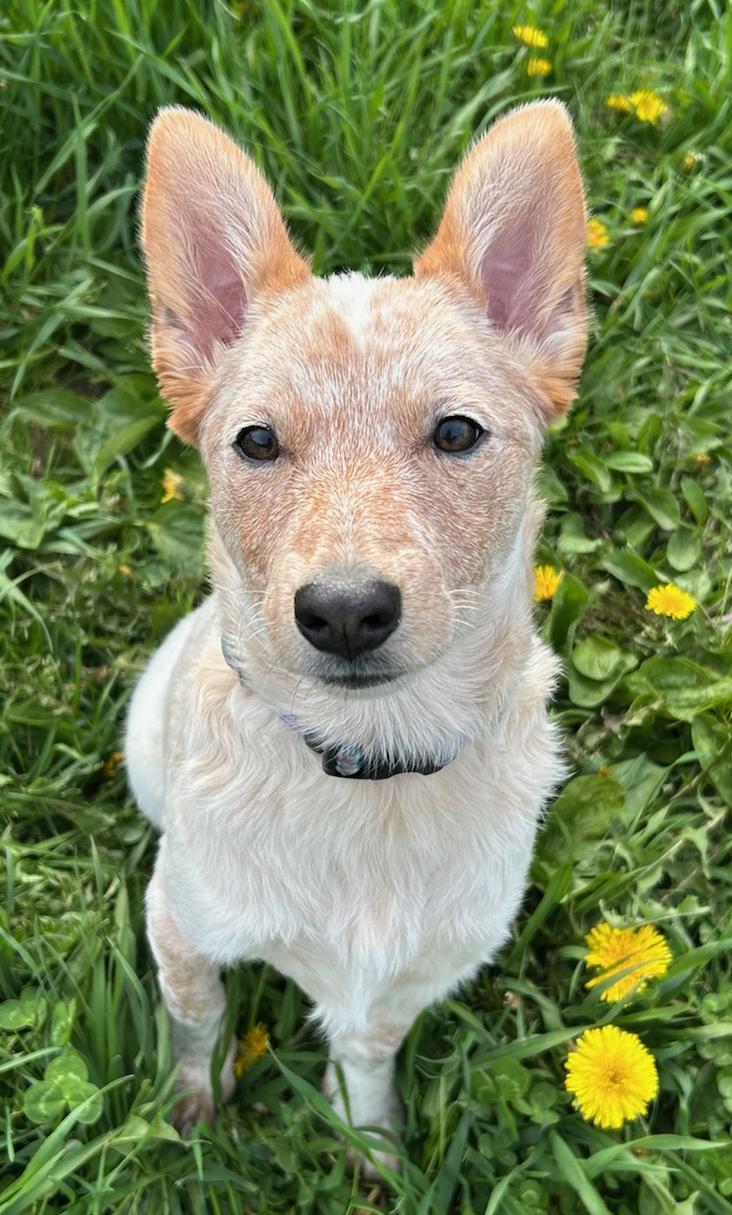 Enlarge Chowder, a Adoptable mixed breed in Neillsville, WI image 2/5