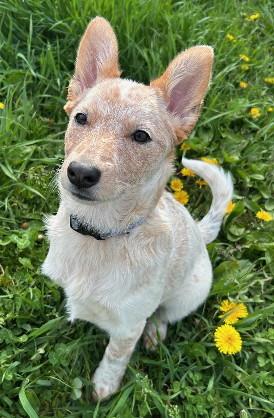 Enlarge Chowder, a Adoptable mixed breed in Neillsville, WI image 4/5