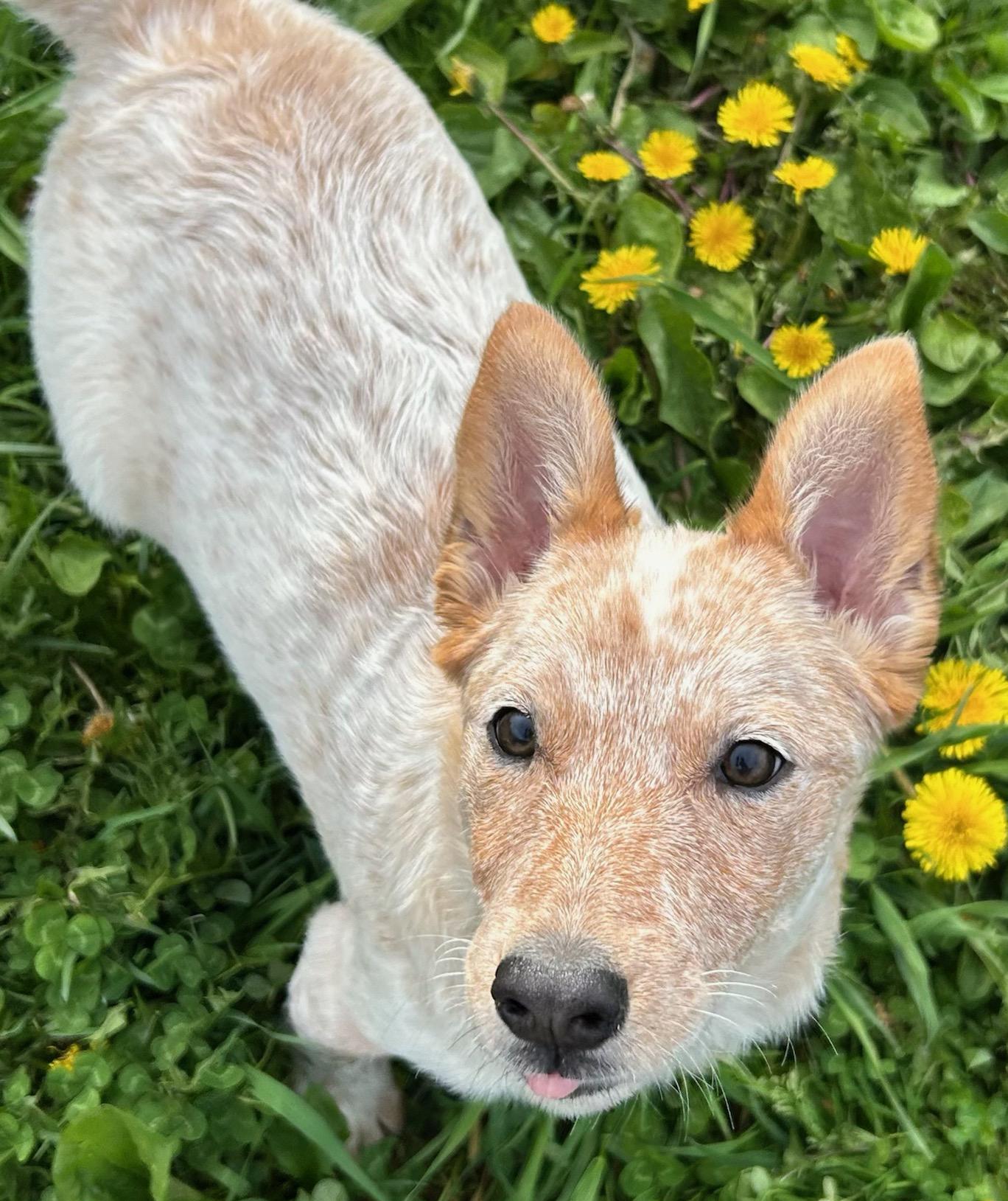 Enlarge Chowder, a Adoptable mixed breed in Neillsville, WI image 3/5