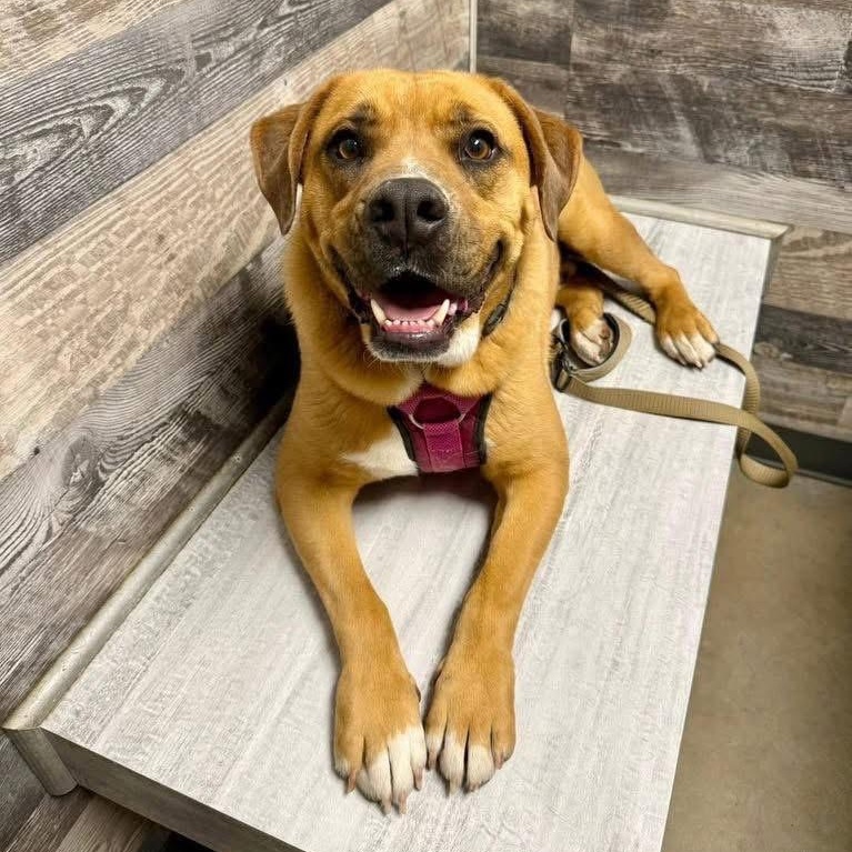 Grogu, a ADOPTABLE mixed breed in Lubbock, TX image 4/6