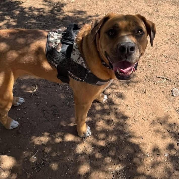 Grogu, a ADOPTABLE mixed breed in Lubbock, TX image 2/6