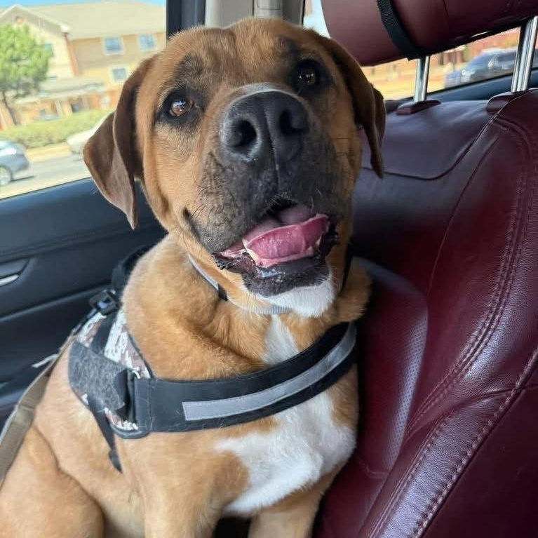 Grogu, ADOPTABLE, Adult Male American Bulldog & Rottweiler.