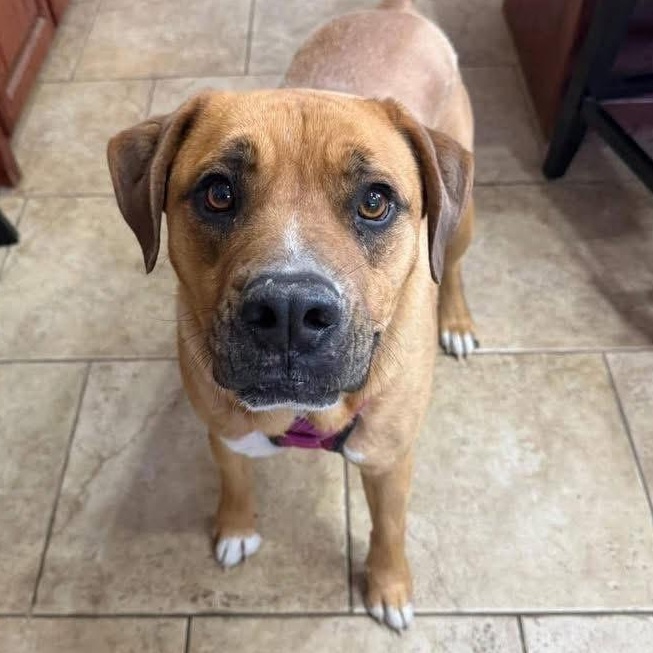 Grogu, a ADOPTABLE mixed breed in Lubbock, TX image 5/6