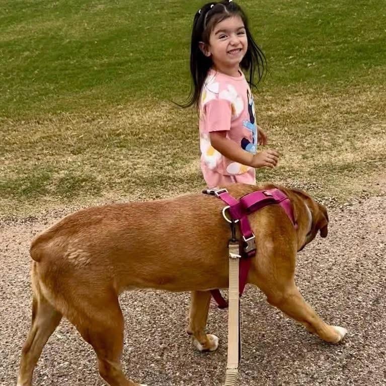 Grogu, a ADOPTABLE mixed breed in Lubbock, TX image 6/6