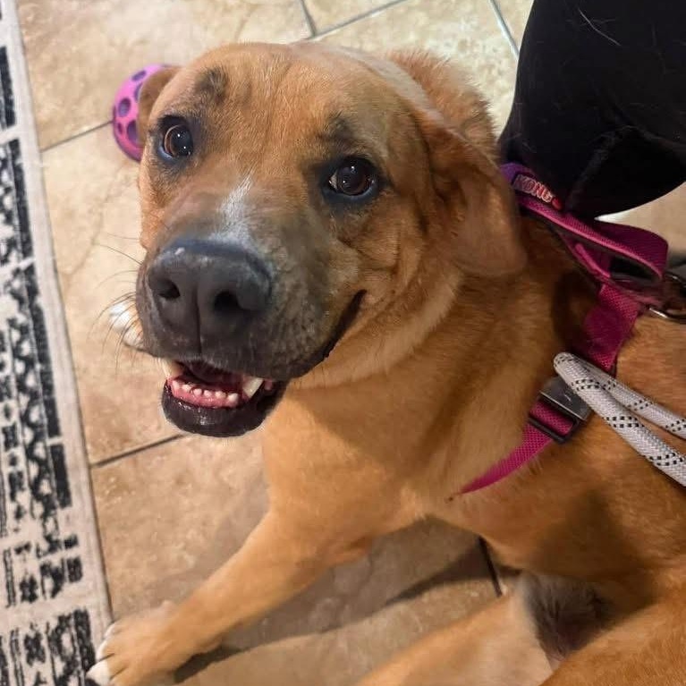 Grogu, a ADOPTABLE mixed breed in Lubbock, TX image 3/6