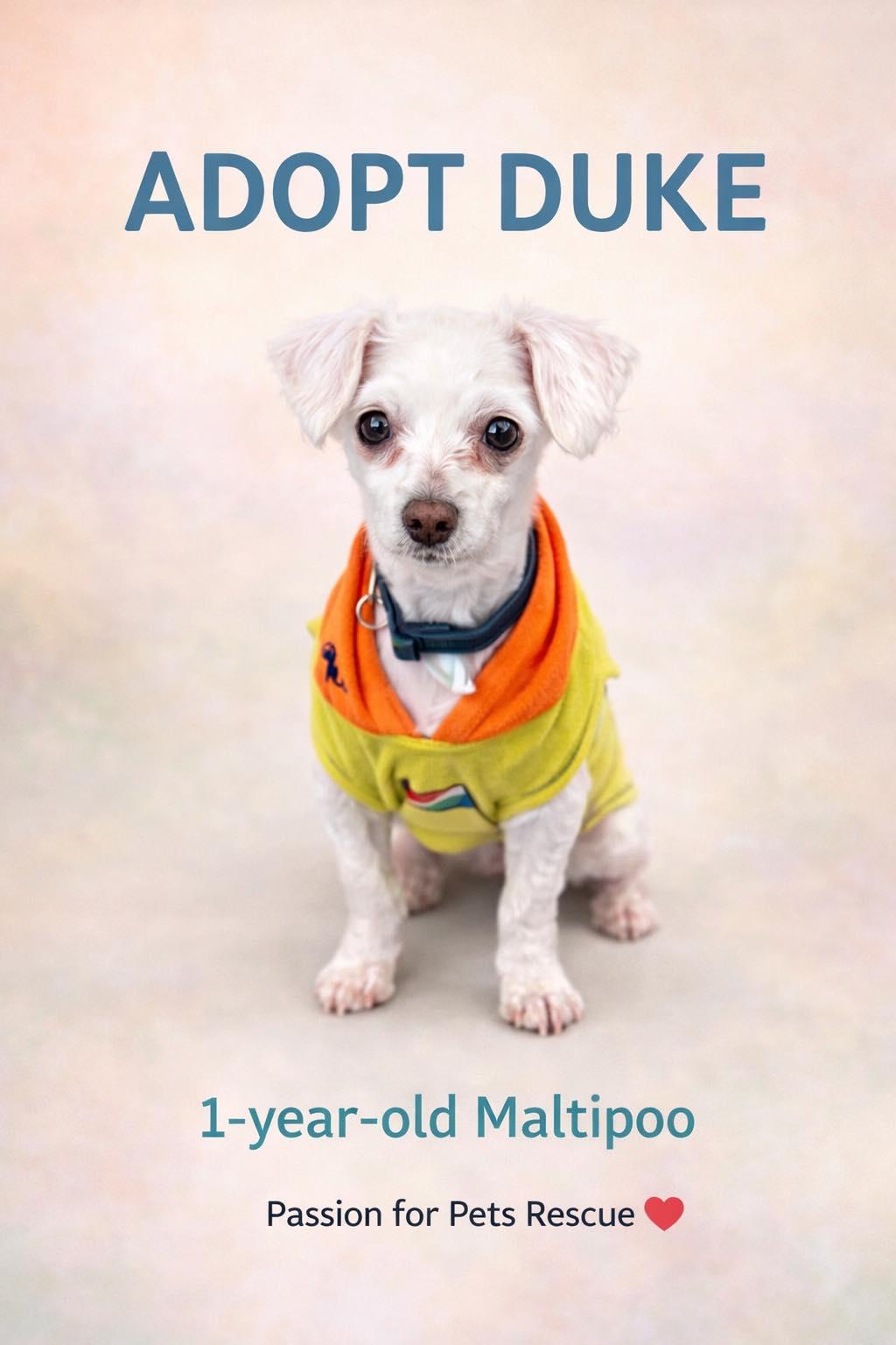 Enlarge Duke, an adopted Maltipoo in Brunswick, ME image 1/1