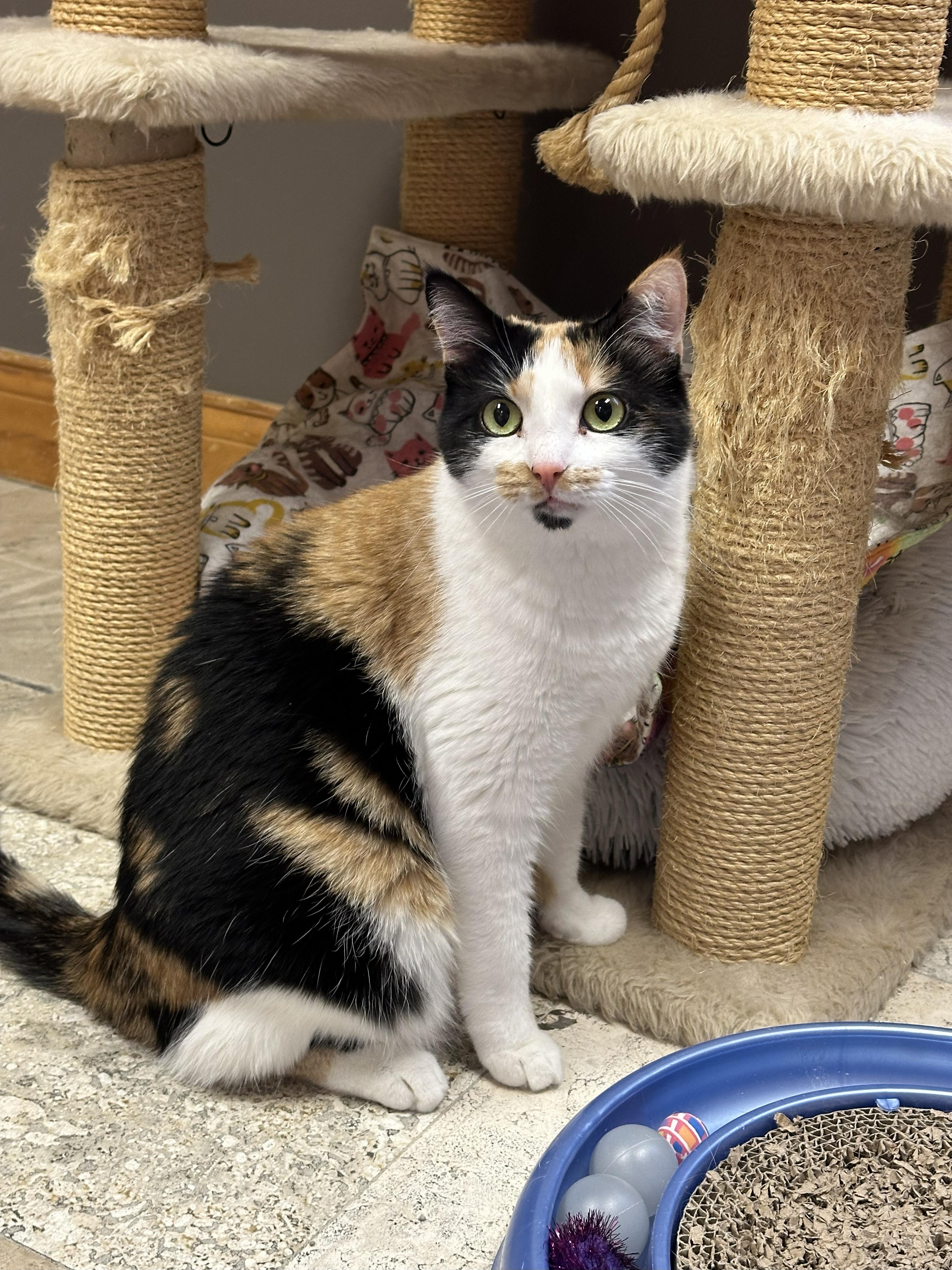 Enlarge Samantha, a Adoptable Calico in Crystal Lake, IL image 2/6