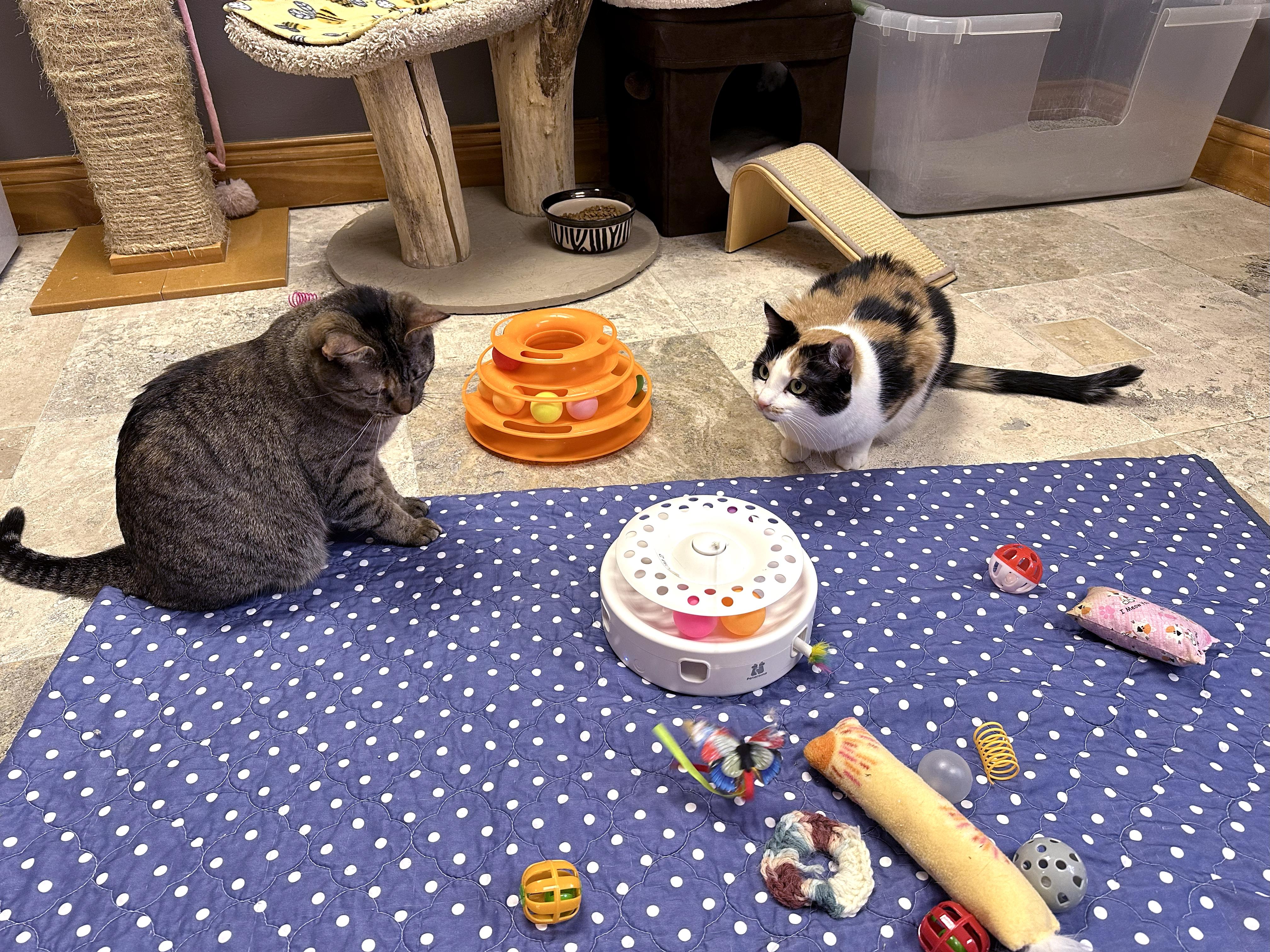 Enlarge Samantha, a Adoptable Calico in Crystal Lake, IL image 3/6