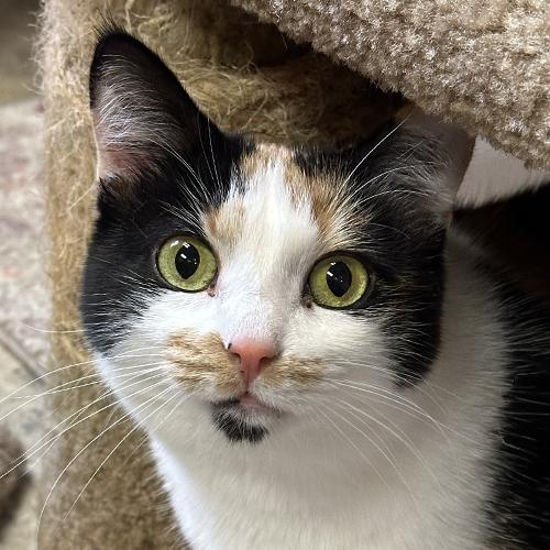 Enlarge Samantha, a Adoptable Calico in Crystal Lake, IL image 1/6