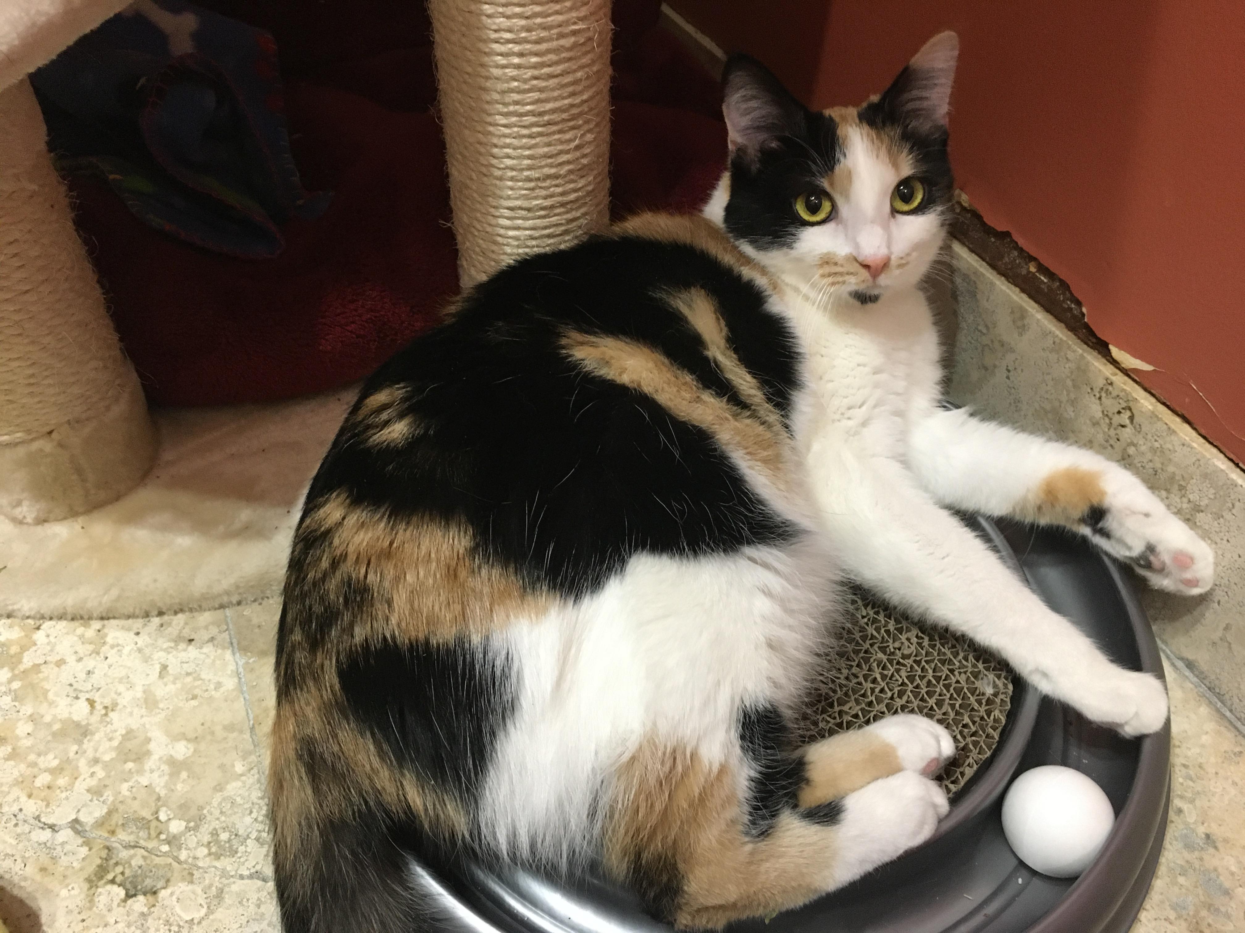 Enlarge Samantha, a Adoptable Calico in Crystal Lake, IL image 5/6