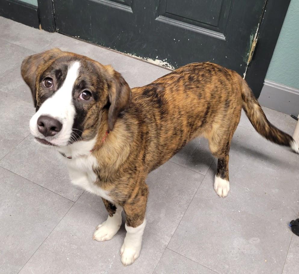 Tom, ADOPTABLE, Puppy Male Plott Hound & Beagle.