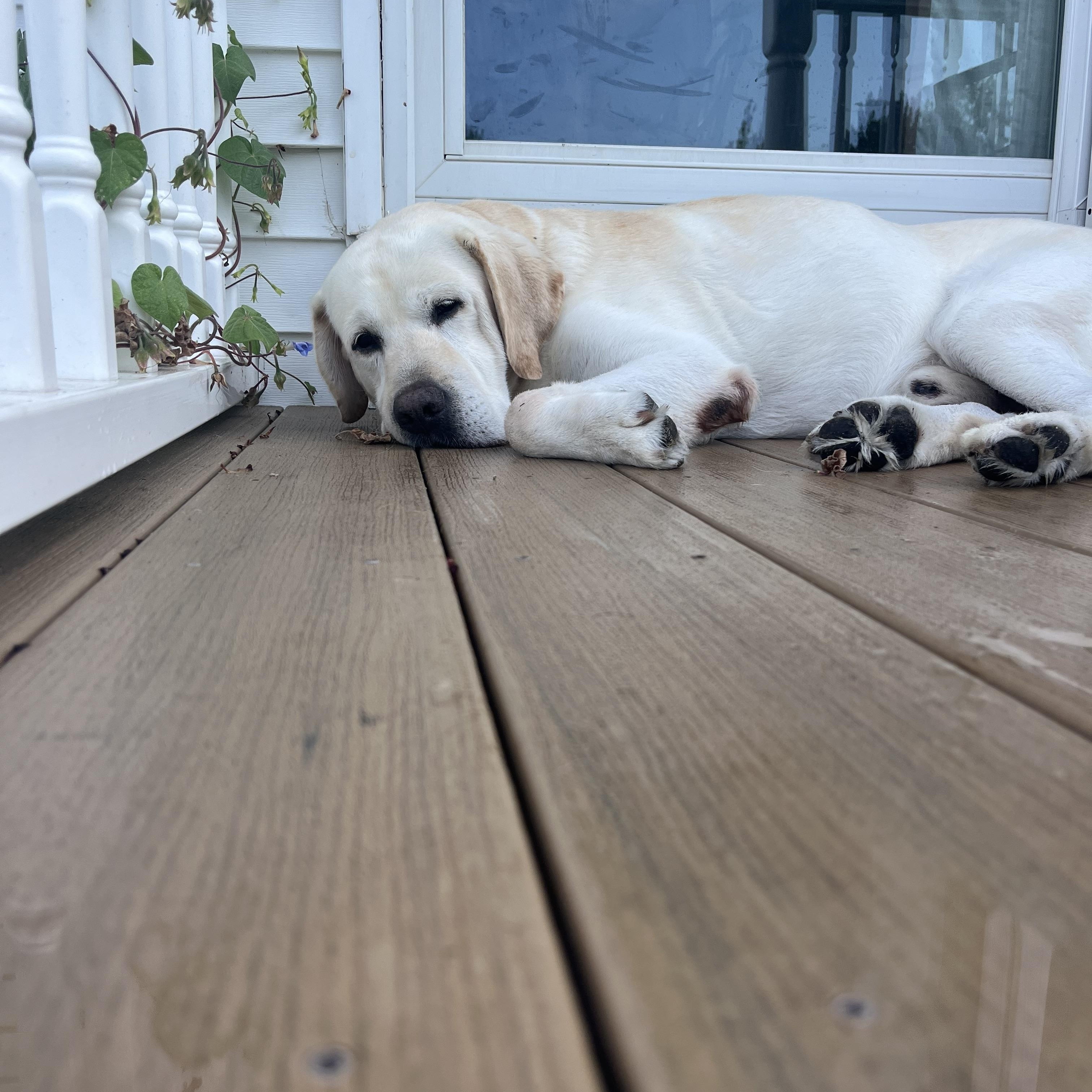 Hunter #15