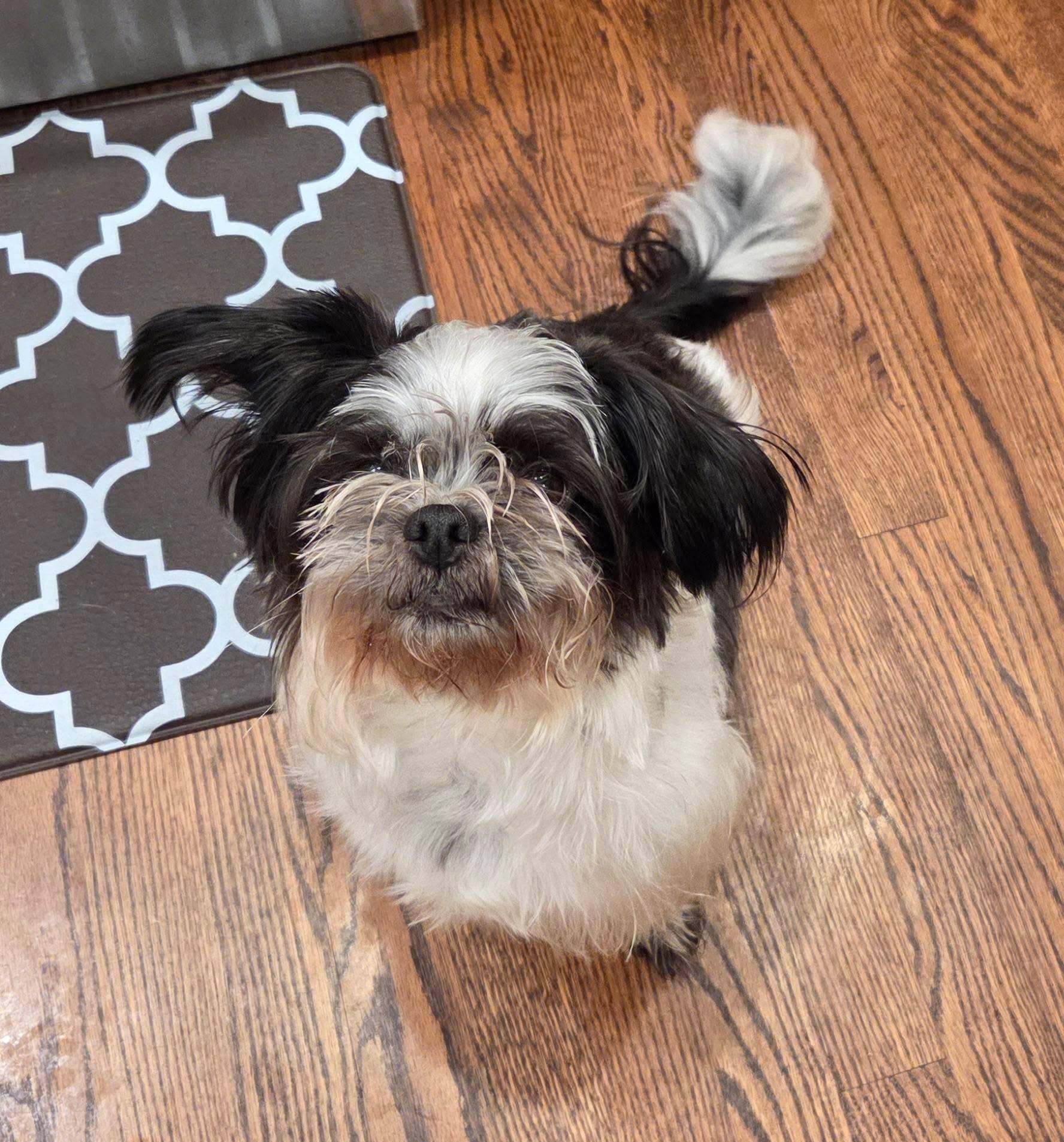 Enlarge  Bart , an adopted mixed breed in Grosse Pointe Park, MI image 1/1