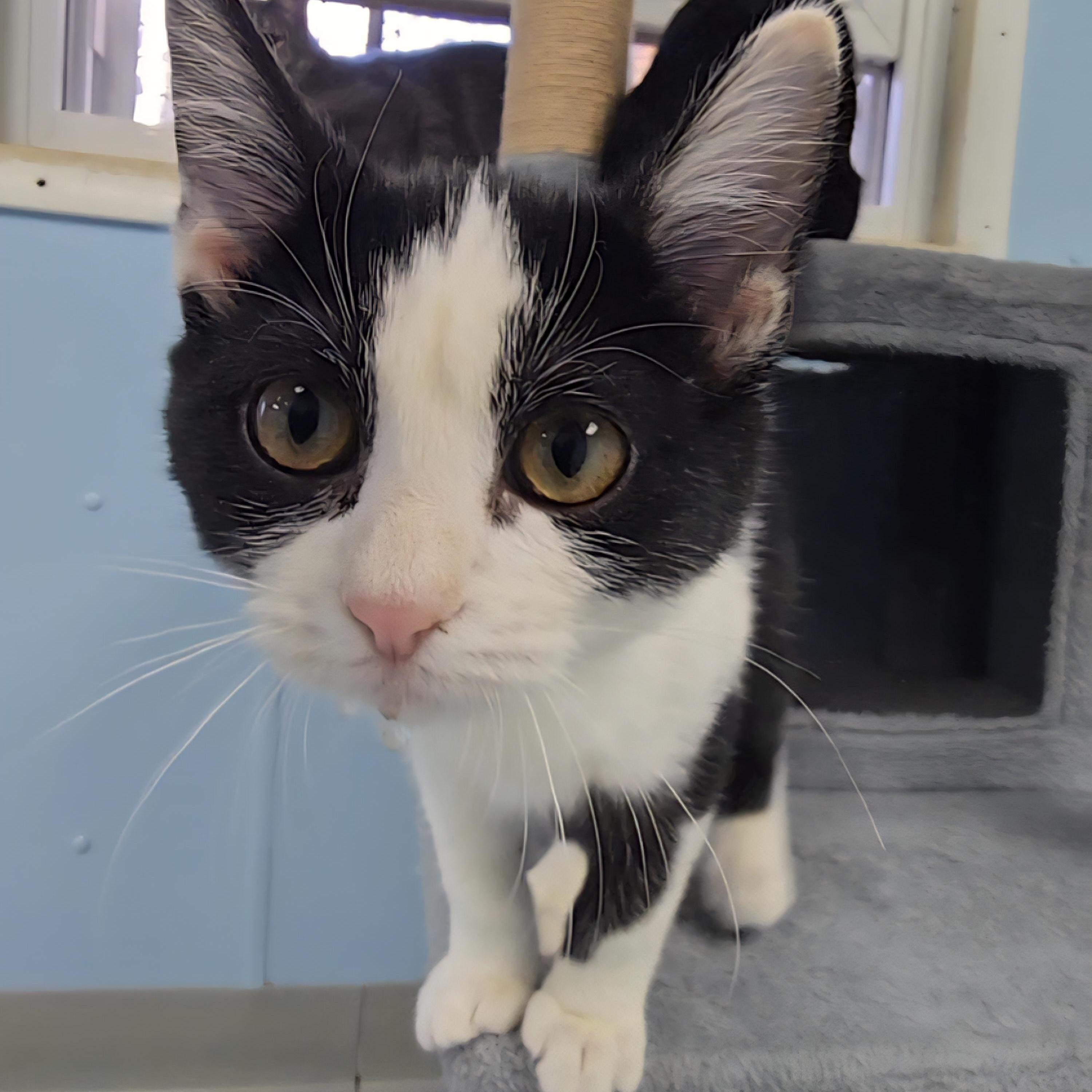 Luna, Adoptable, Kitten Female Domestic Short Hair.