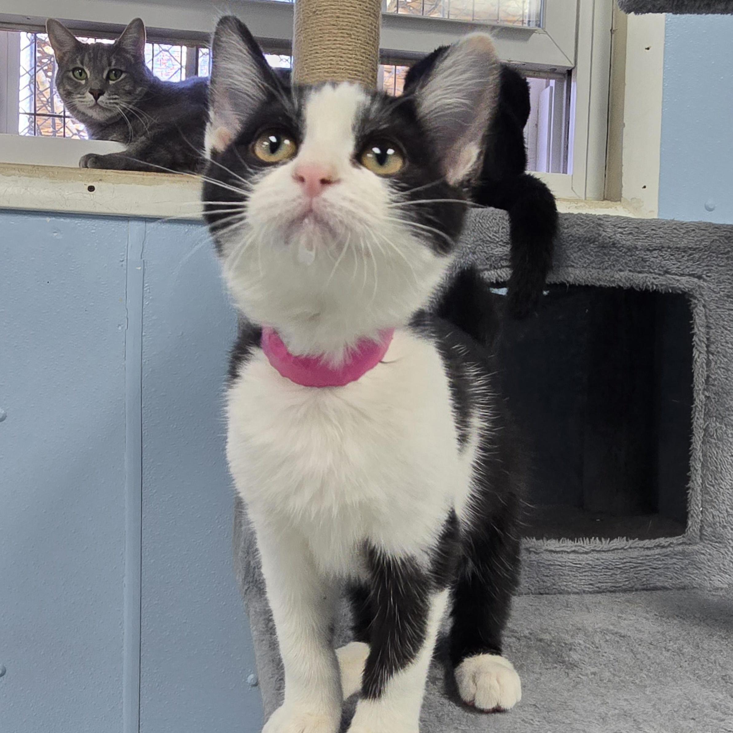 Enlarge Luna, a Adoptable Domestic Short Hair in Farmington, MO image 2/2