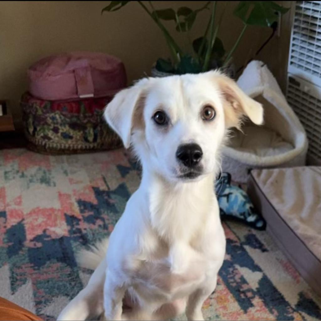 Cheeto, Adoptable, Adult Male Chihuahua.