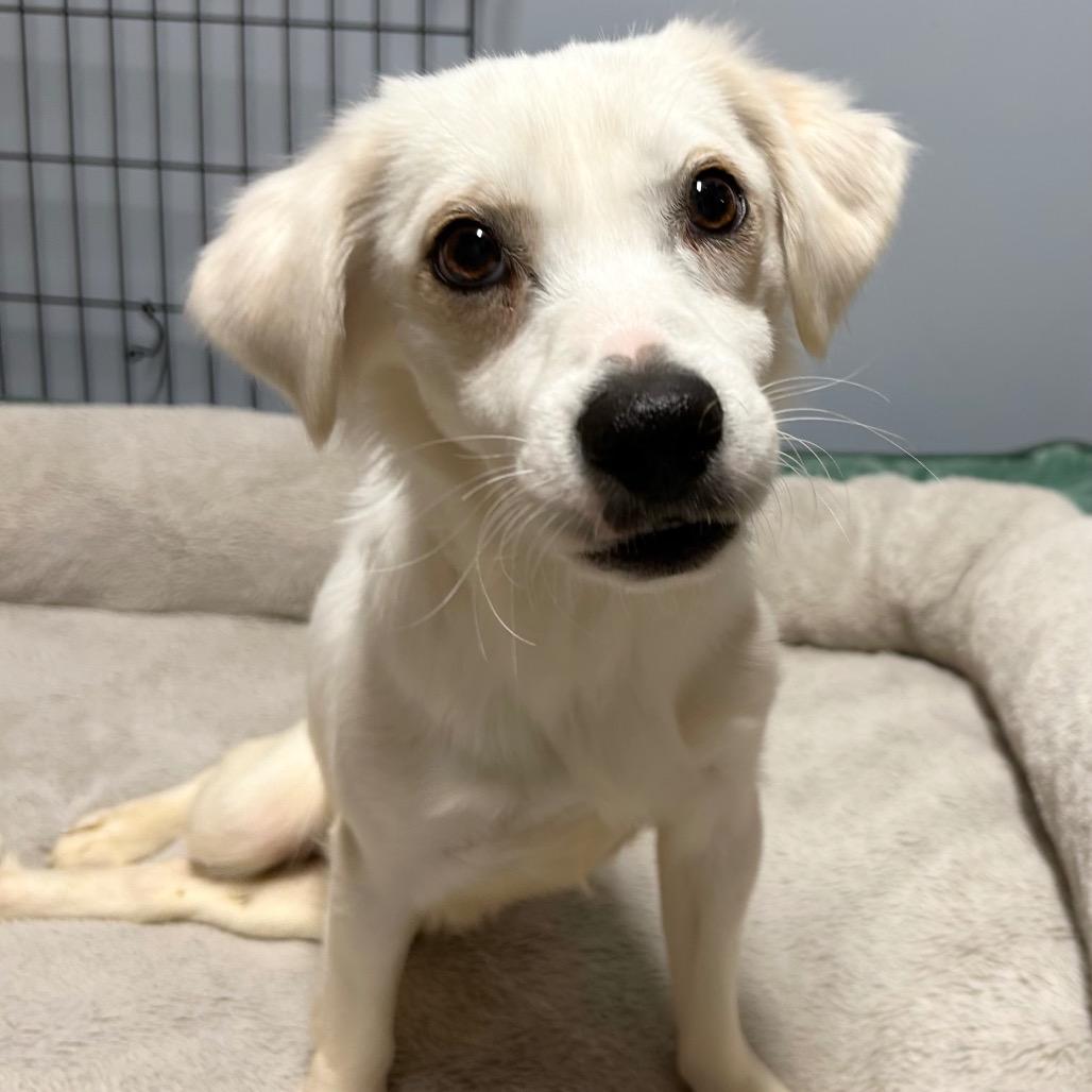 Cheeto, a Adoptable mixed breed in Sparks, NV image 2/6