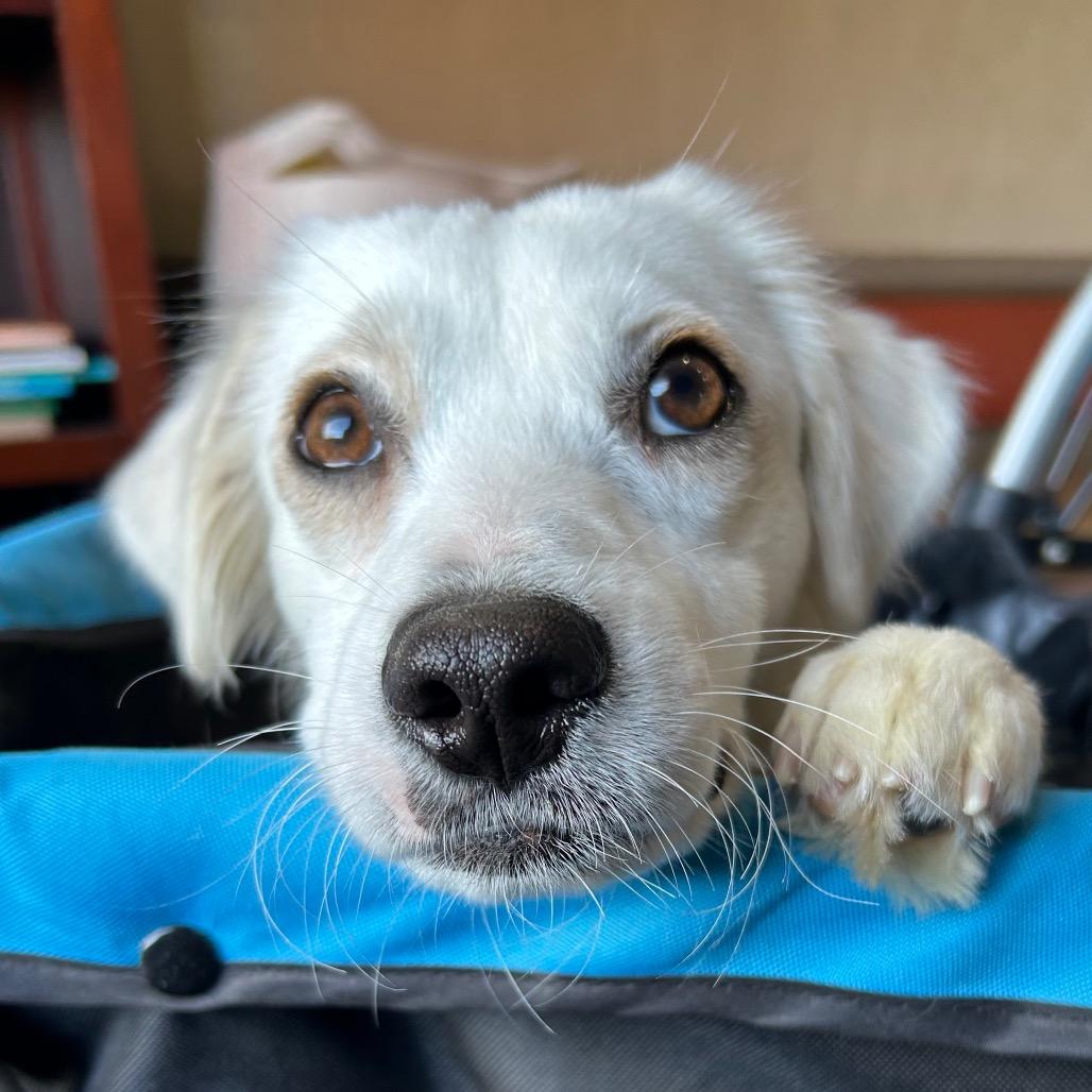 Cheeto, a Adoptable mixed breed in Sparks, NV image 6/6