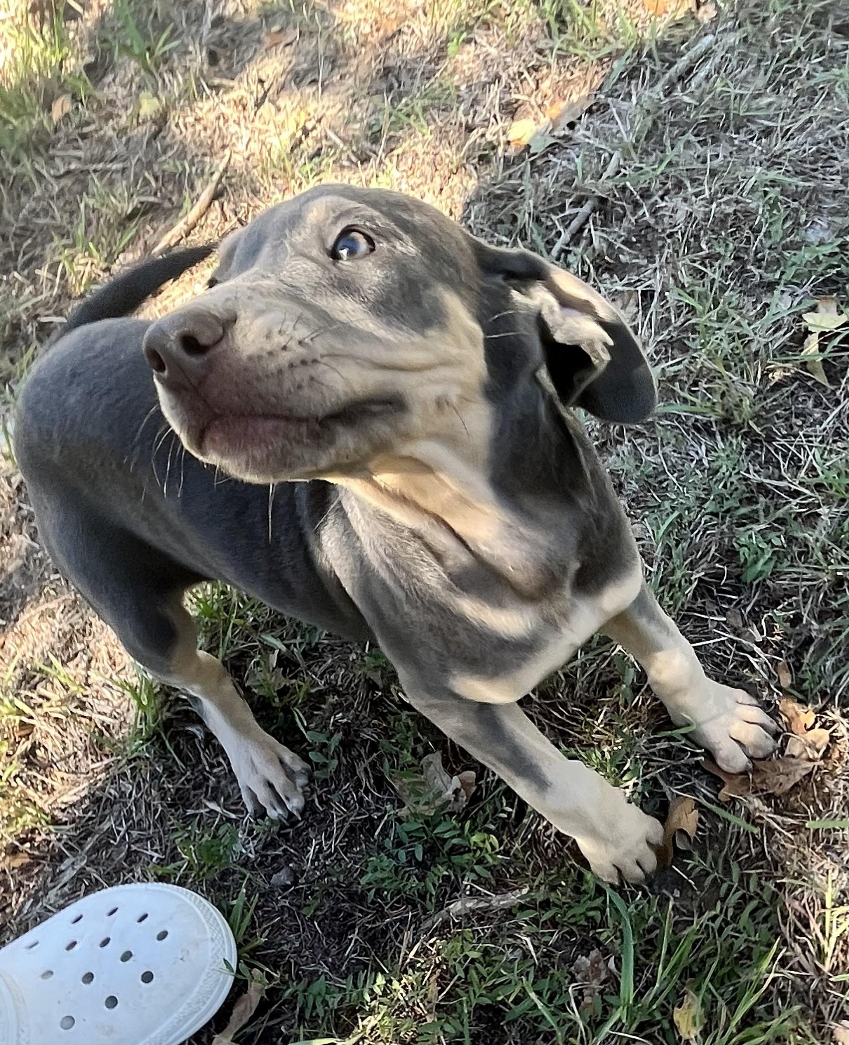 Amber, Adopted, Adult Female Black Mouth Cur & Weimaraner.