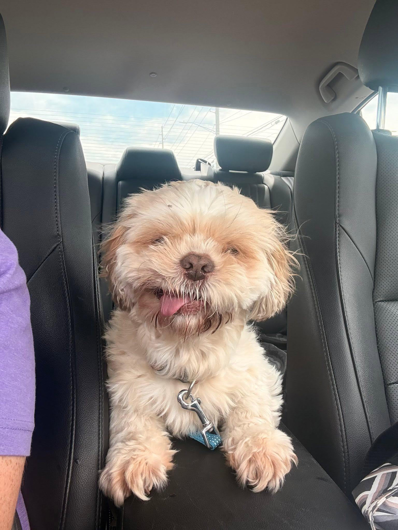 Enlarge Poppa, a Adoptable Shih Tzu in Huntsville, AL image 4/6