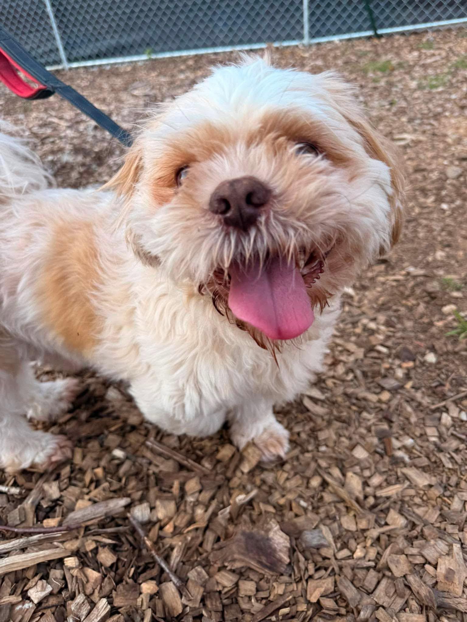 Poppa, adopted, Adult Male Shih Tzu.