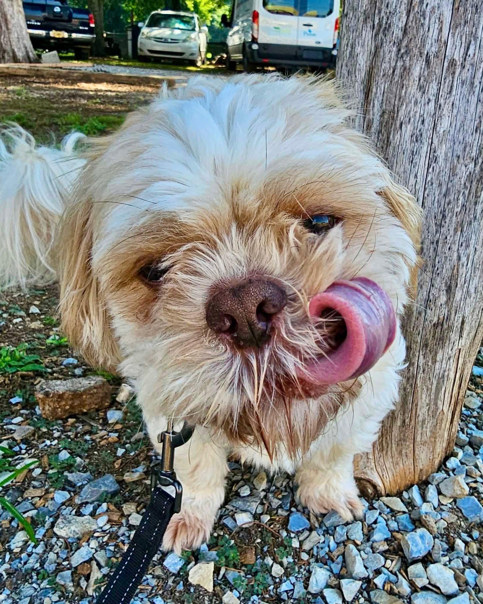 Enlarge Poppa, a Adoptable Shih Tzu in Huntsville, AL image 2/6
