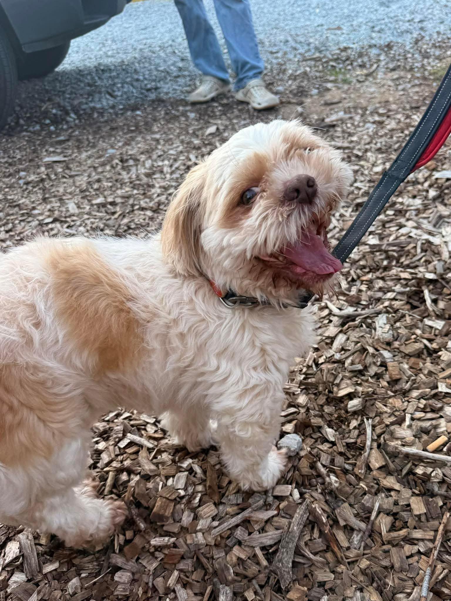Enlarge Poppa, a Adoptable Shih Tzu in Huntsville, AL image 5/6