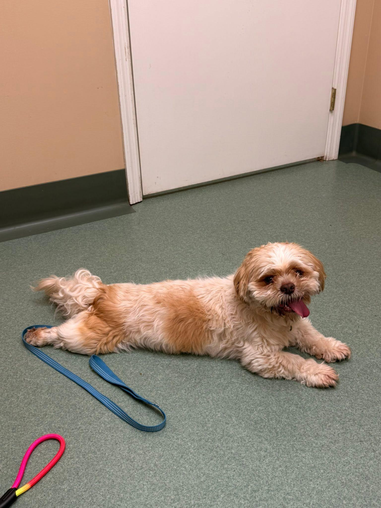 Enlarge Poppa, a Adoptable Shih Tzu in Huntsville, AL image 3/6