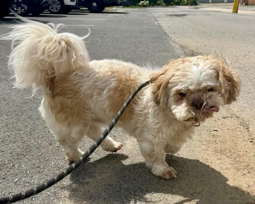 Enlarge Poppa, a Adoptable Shih Tzu in Huntsville, AL image 6/6