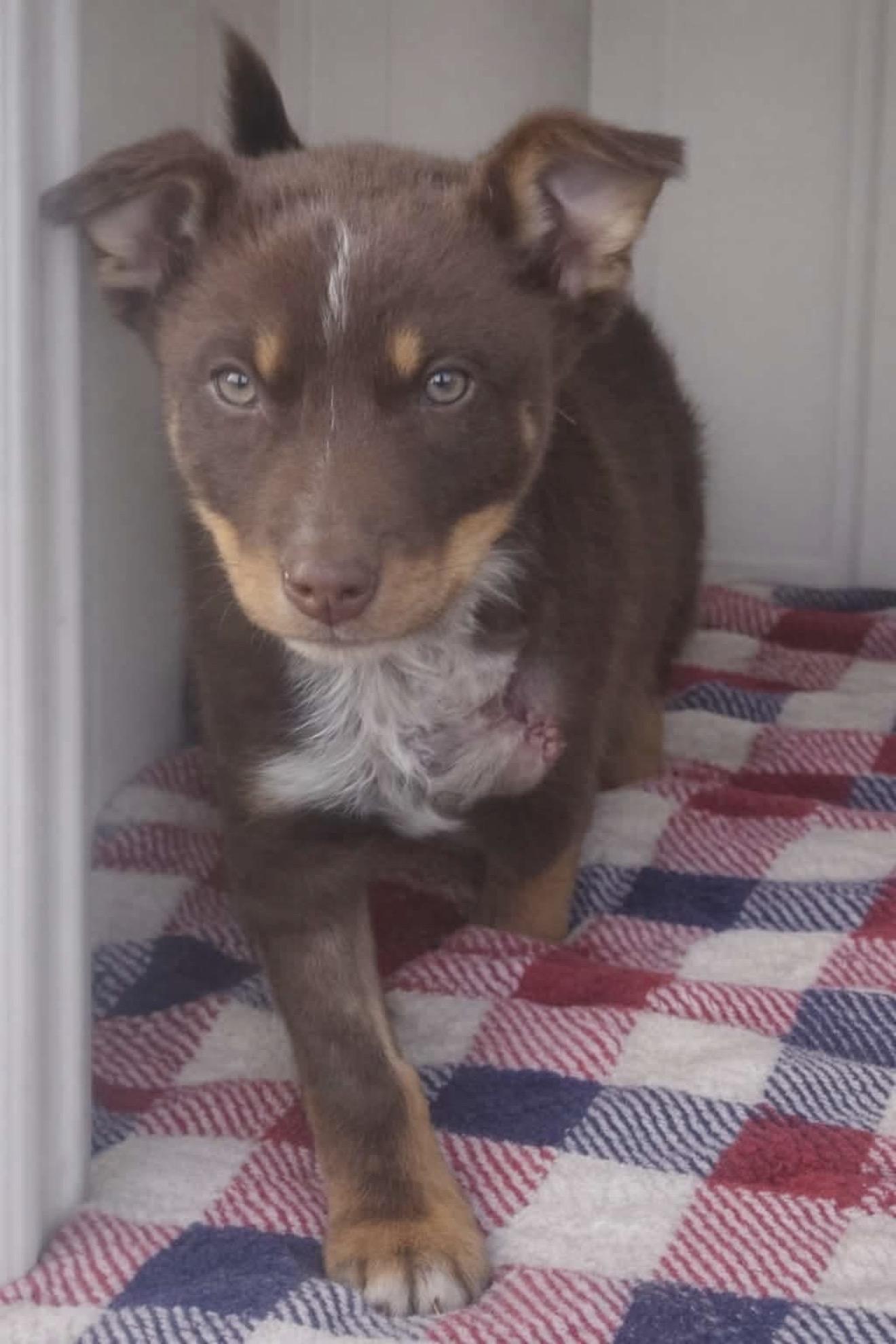 Gus, adopted, Puppy Male Australian Cattle Dog / Blue Heeler & Labrador Retriever.