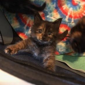 Prim, ADOPTABLE, Kitten Female Domestic Long Hair.