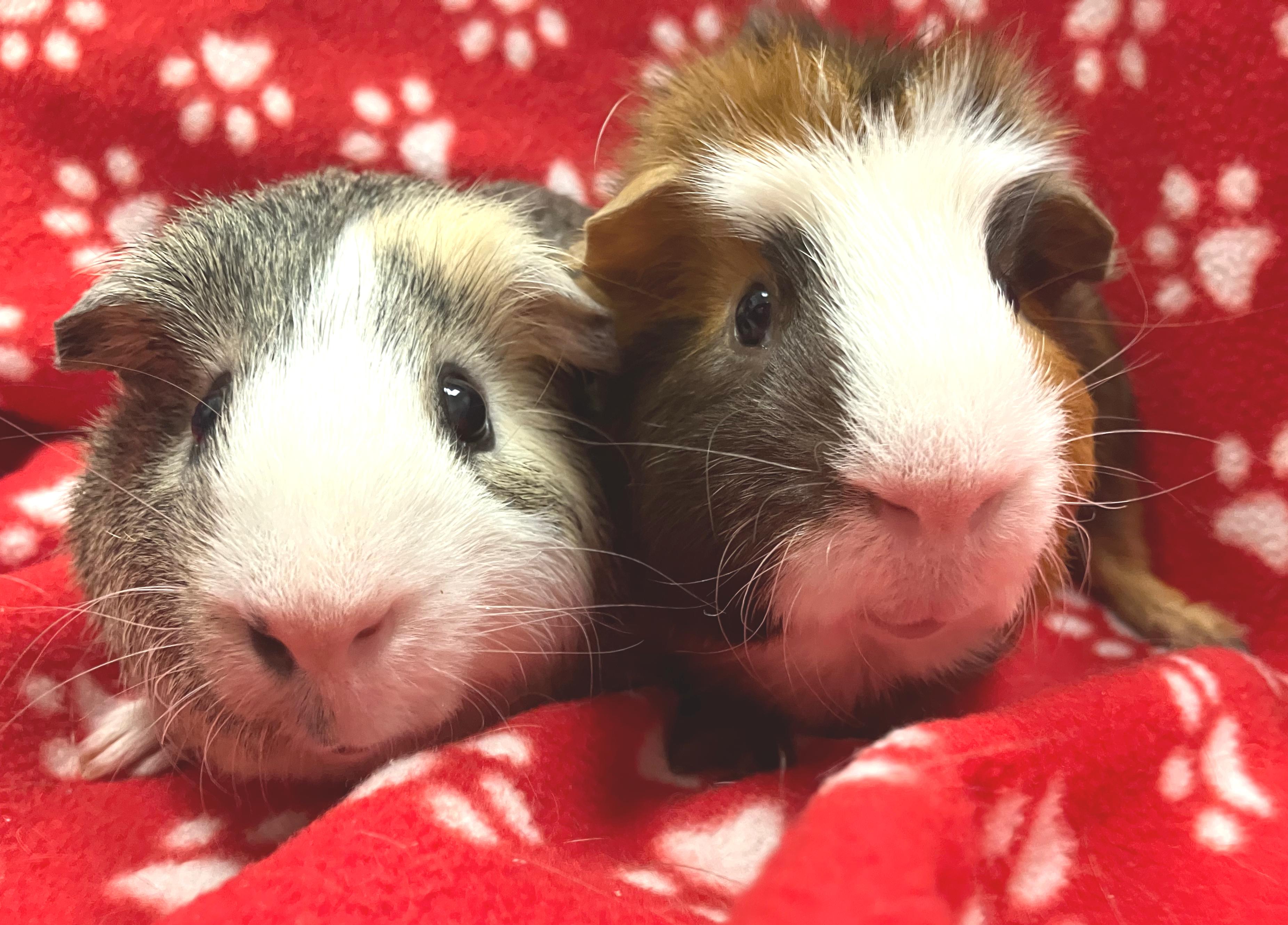 Ralphie & Bernie, adopted, Adult Male Guinea Pig.