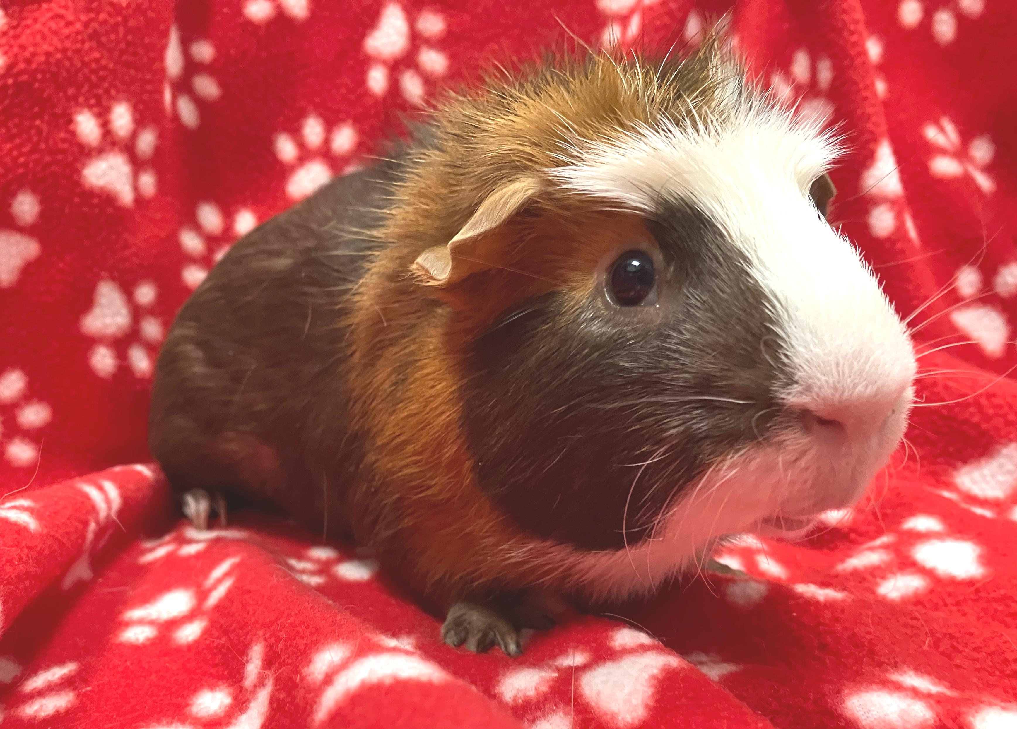 Enlarge Ralphie & Bernie, an adopted mixed breed in Oshkosh, WI image 2/6