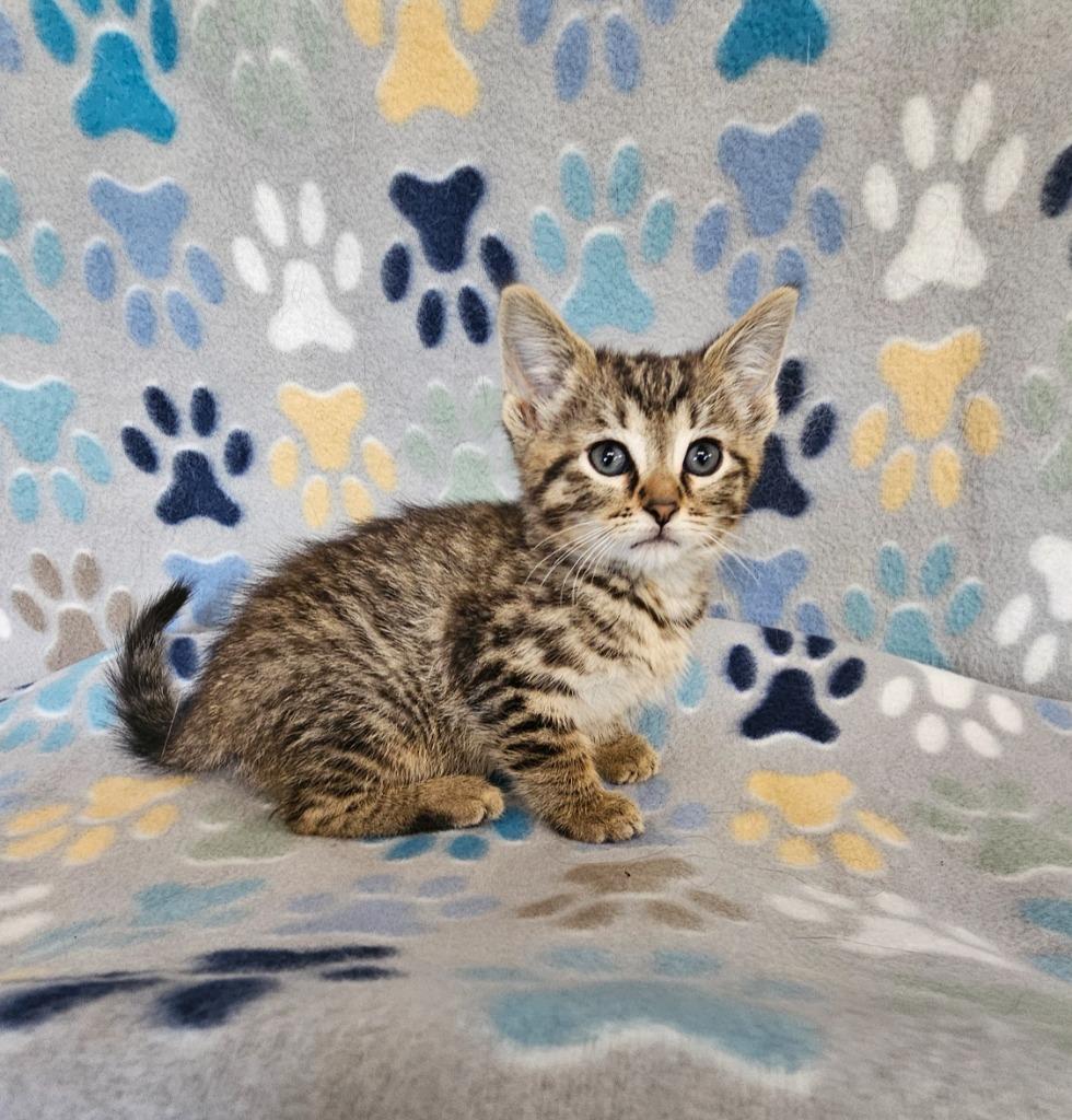 Donna, Adoptable, Kitten Female Domestic Short Hair.