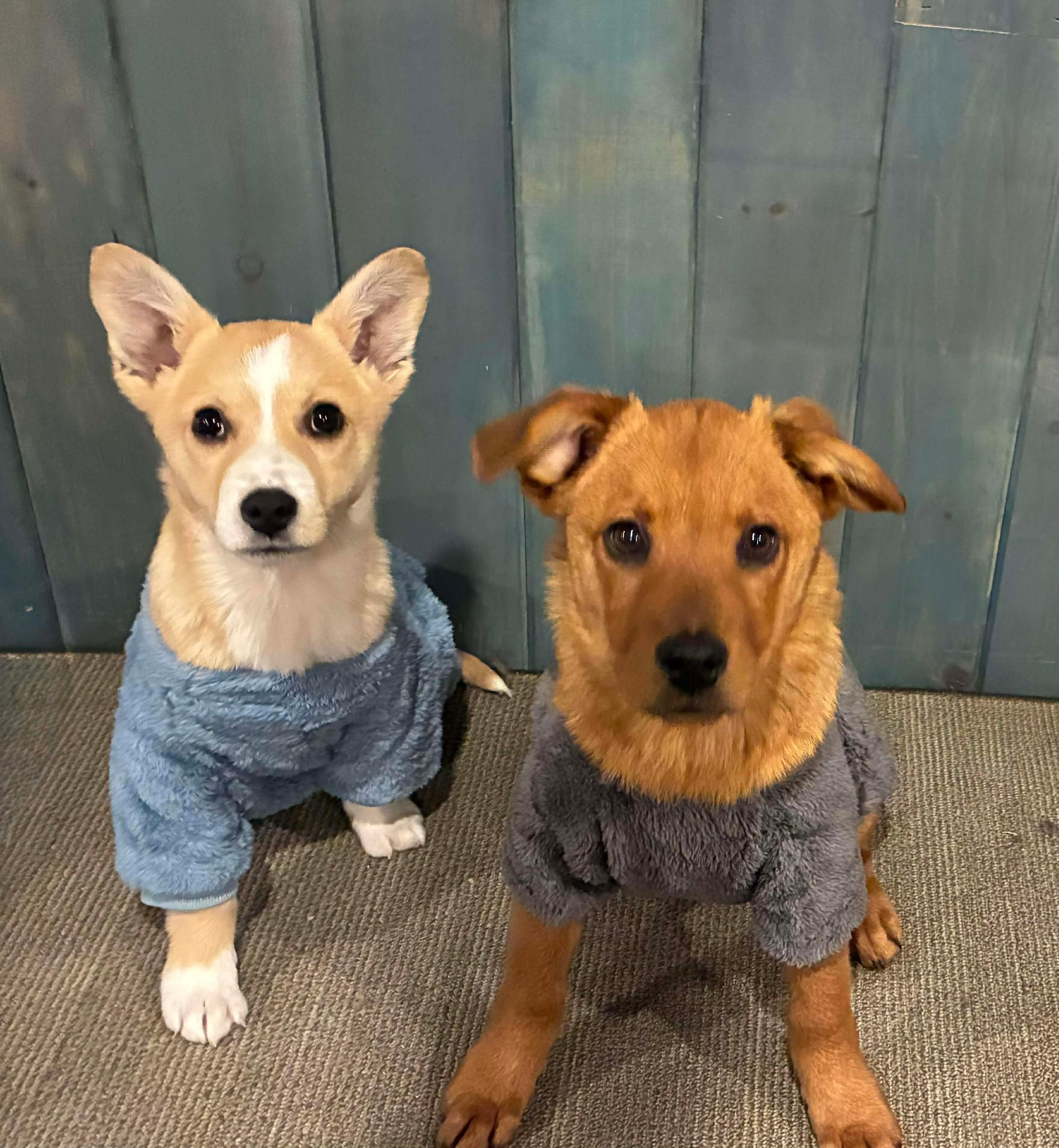 Enlarge Honey, a ADOPTABLE Mixed Breed in Rochester , NY image 4/5