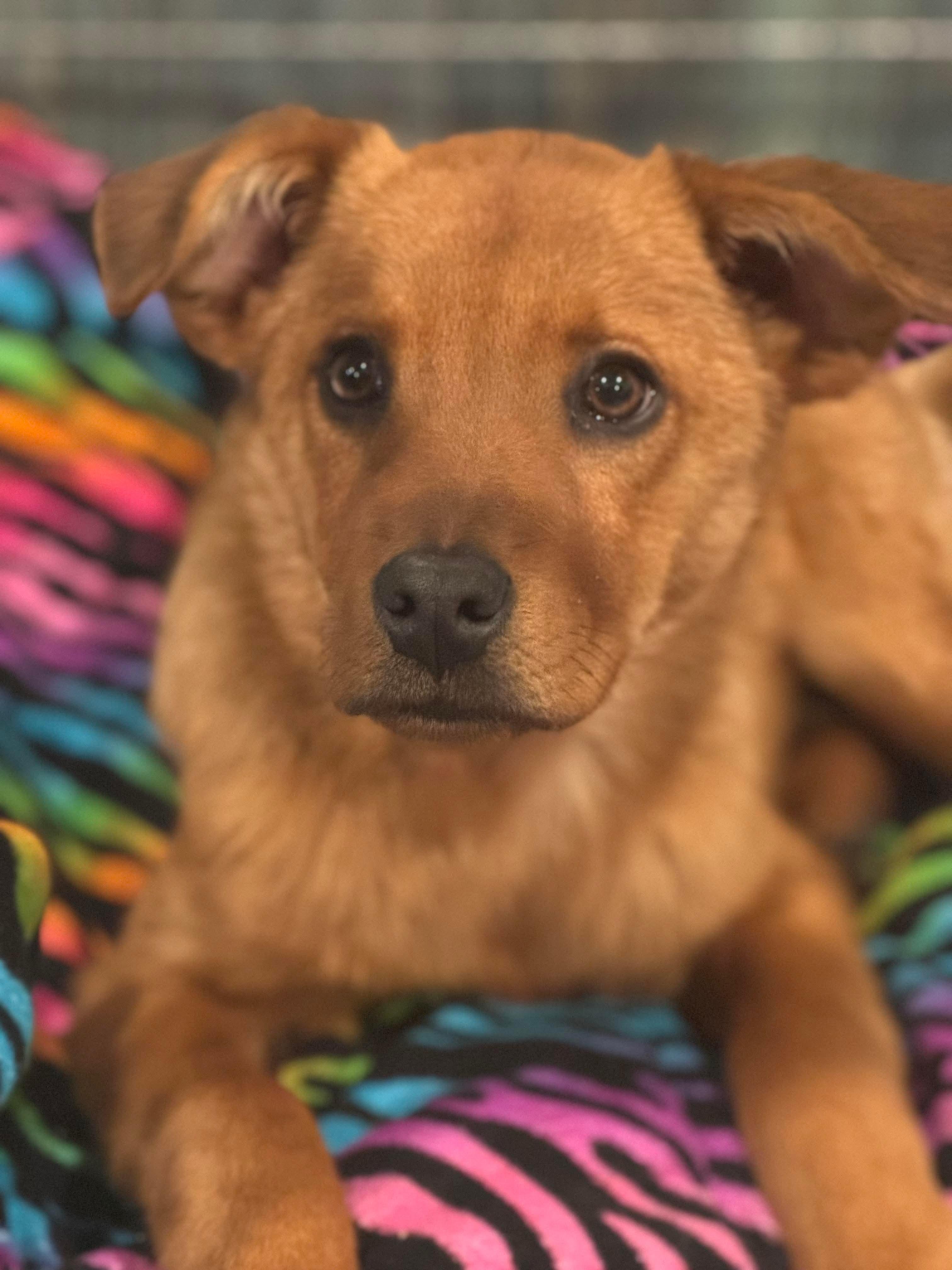 Enlarge Honey, a ADOPTABLE Mixed Breed in Rochester , NY image 2/5